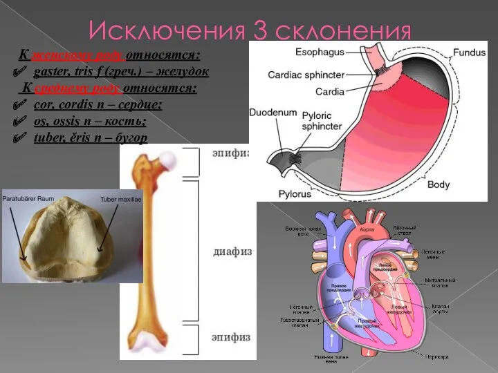 Исключения 3 склонения К женскому роду относятся: gaster, tris f