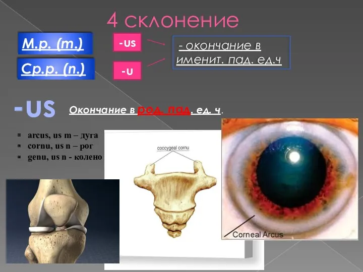 4 склонение М.р. (m.) Cp.р. (n.) -us -u - окончание