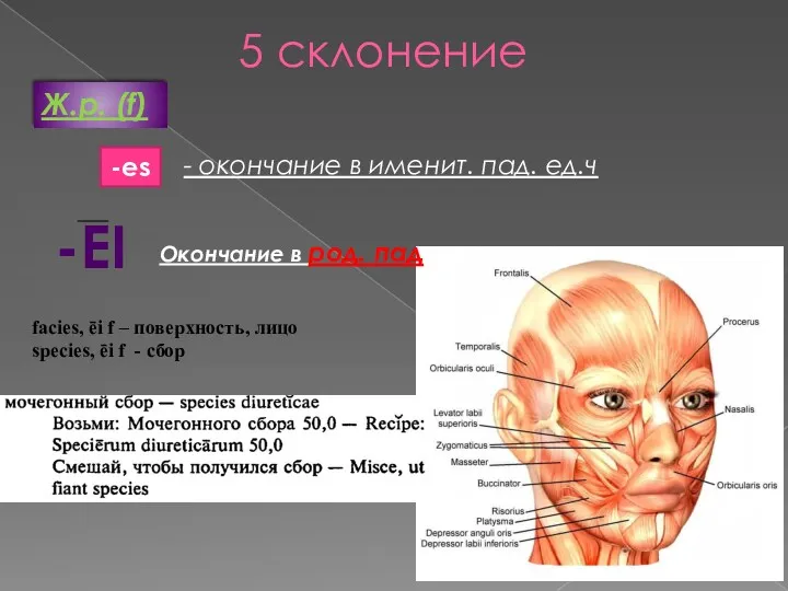 5 cклонение Ж.р. (f) - окончание в именит. пад. ед.ч