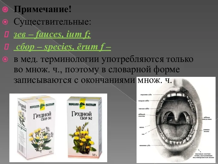 Примечание! Существительные: зев – fauces, ium f; сбор – species,