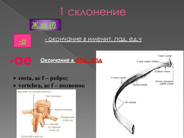 1 склонение Ж.р. (f) -а - окончание в именит. пад.