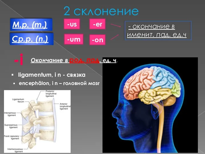 2 склонение М.р. (m.) Cp.р. (n.) -us -er -um -on