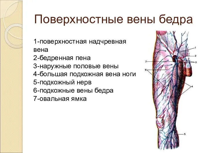 Поверхностные вены бедра 1-поверхностная надчревная вена 2-бедренная пена 3-наружные половые