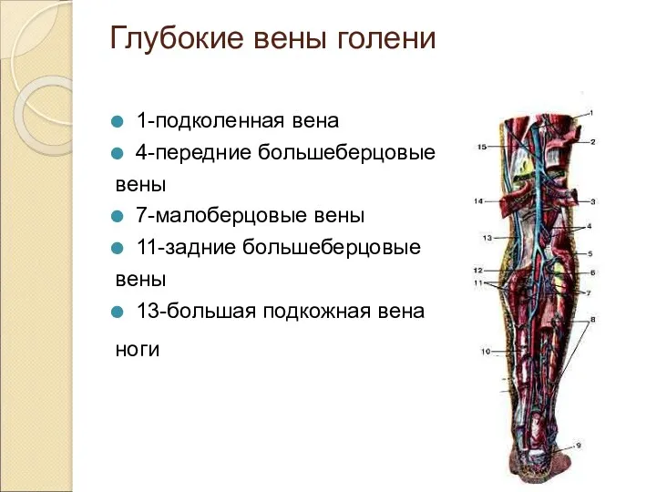 Глубокие вены голени 1-подколенная вена 4-передние большеберцовые вены 7-малоберцовые вены