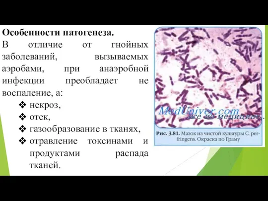 Особенности патогенеза. В отличие от гнойных заболеваний, вызываемых аэробами, при