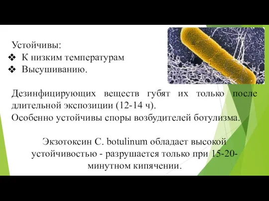 Устойчивы: К низким температурам Высушиванию. Дезинфицирующих веществ губят их только