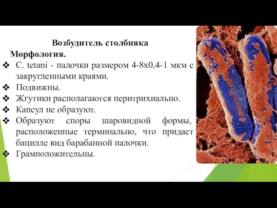 Возбудитель столбняка Морфология. С. tetani - палочки размером 4-8x0,4-1 мкм