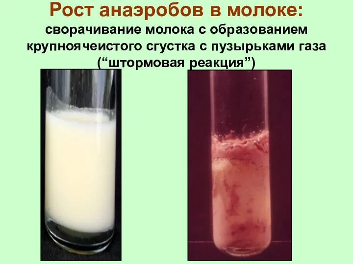 Рост анаэробов в молоке: сворачивание молока с образованием крупноячеистого сгустка с пузырьками газа (“штормовая реакция”)