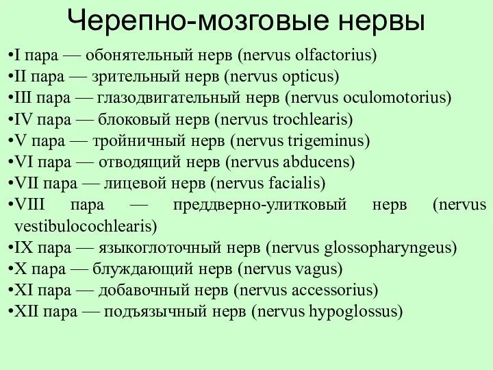 Черепно-мозговые нервы I пара — обонятельный нерв (nervus olfactorius) II