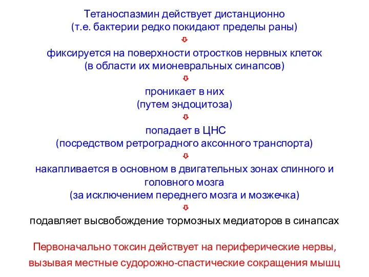 Тетаноспазмин действует дистанционно (т.е. бактерии редко покидают пределы раны) ⇩