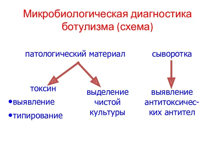 Микробиологическая диагностика ботулизма (схема)