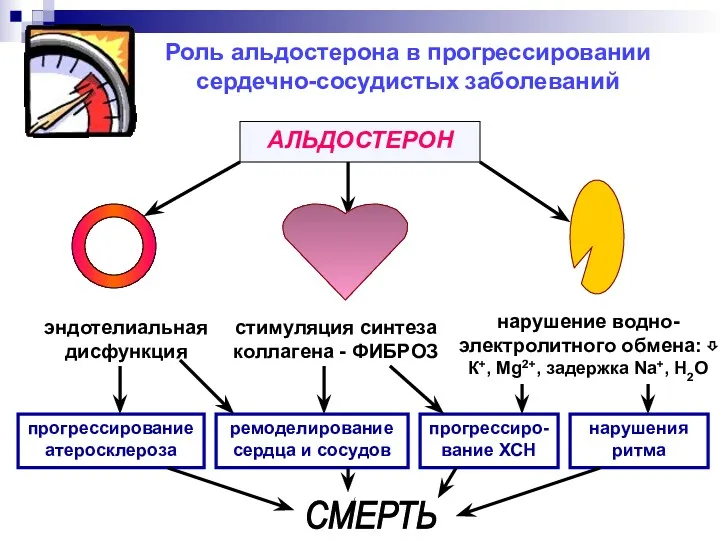Роль альдостерона в прогрессировании сердечно-сосудистых заболеваний АЛЬДОСТЕРОН эндотелиальная дисфункция стимуляция синтеза коллагена -