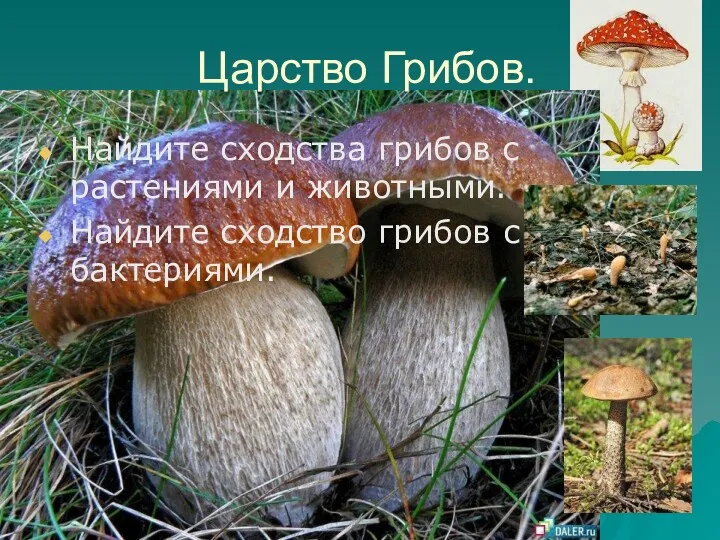 Царство Грибов. Найдите сходства грибов с растениями и животными. Найдите сходство грибов с бактериями.