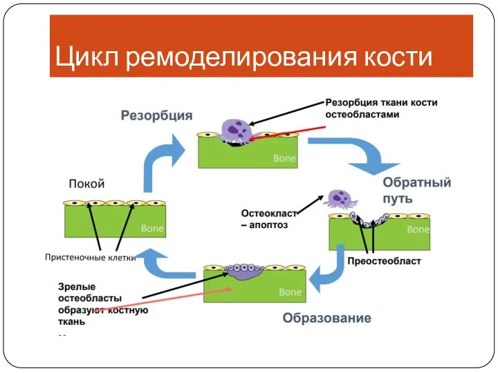 Цикл ремоделирования кости