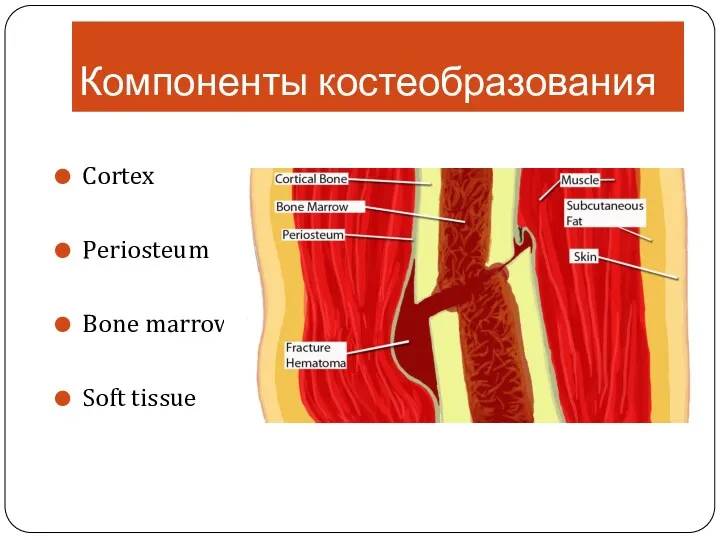 Cortex Periosteum Bone marrow Soft tissue Компоненты костеобразования