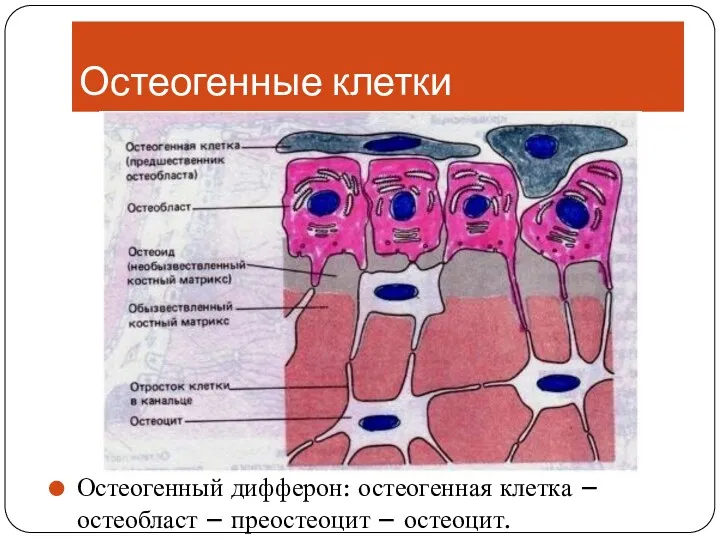 Остеогенные клетки Остеогенный дифферон: остеогенная клетка – остеобласт – преостеоцит – остеоцит.