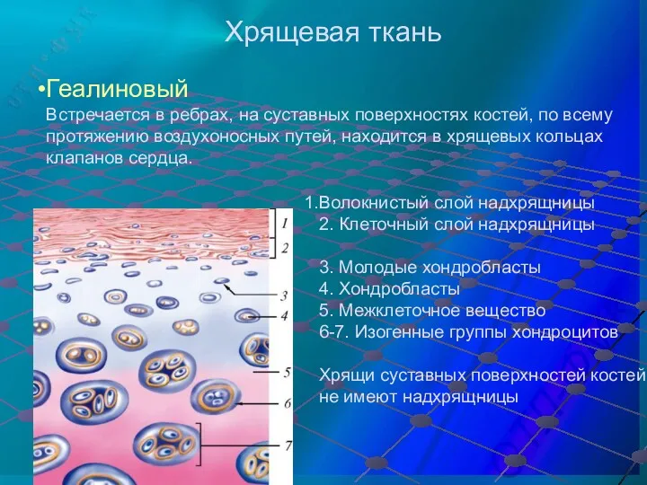 Геалиновый Встречается в ребрах, на суставных поверхностях костей, по всему