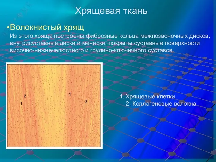 Волокнистый хрящ Из этого хряща построены фиброзные кольца межпозвоночных дисков,