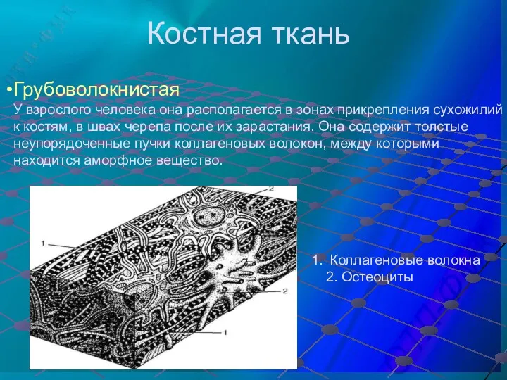 Костная ткань Грубоволокнистая У взрослого человека она располагается в зонах