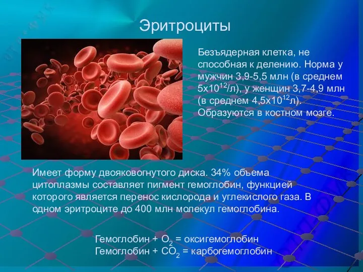 Эритроциты Безъядерная клетка, не способная к делению. Норма у мужчин