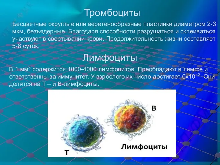 Тромбоциты Бесцветные округлые или веретенообразные пластинки диаметром 2-3 мкм, безъядерные.