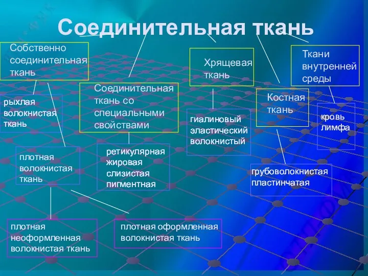 Соединительная ткань Собственно соединительная ткань Соединительная ткань со специальными свойствами