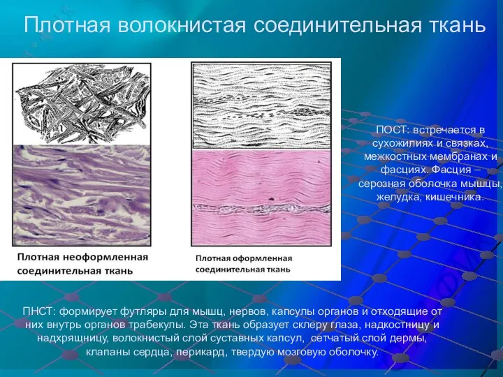 Плотная волокнистая соединительная ткань ПНСТ: формирует футляры для мышц, нервов,