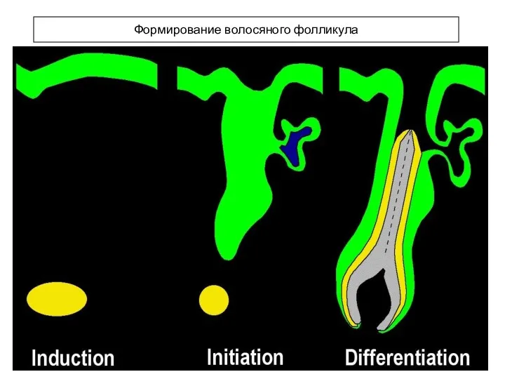 Формирование волосяного фолликула