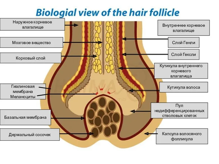 Наружное корневое влагалище Мозговое вещество Корковый слой Гиалиновая мембрана Меланоциты