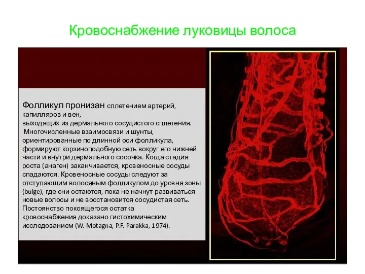 Кровоснабжение луковицы волоса Фолликул пронизан сплетением артерий, капилляров и вен,