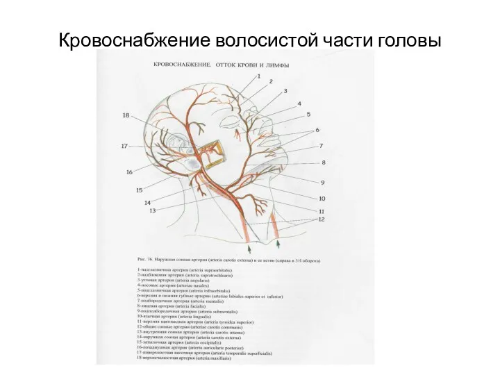 Кровоснабжение волосистой части головы