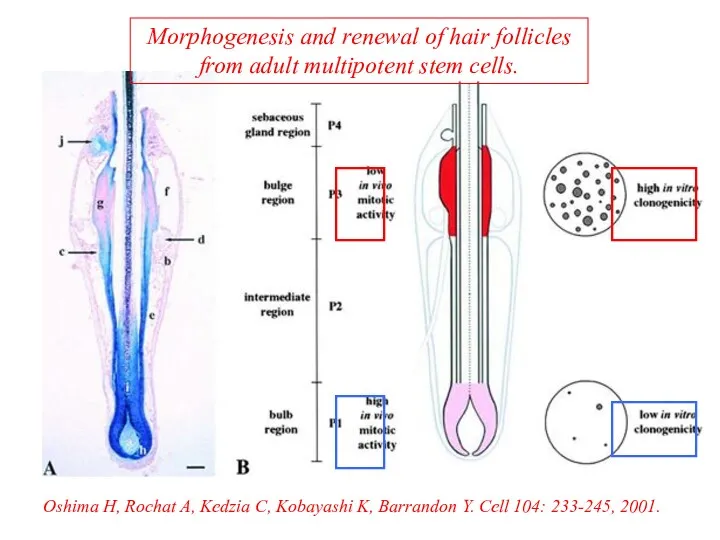 Oshima H, Rochat A, Kedzia C, Kobayashi K, Barrandon Y.