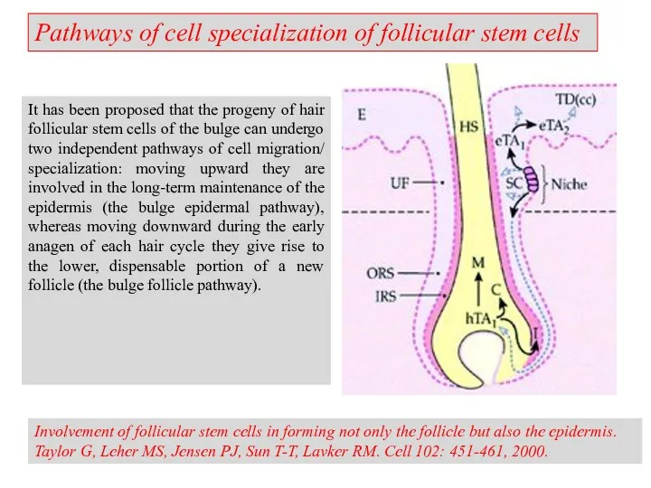 Involvement of follicular stem cells in forming not only the