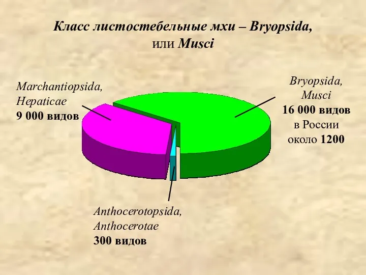 Класс листостебельные мхи – Bryopsida, или Musci Bryopsida, Musci 16 000 видов в