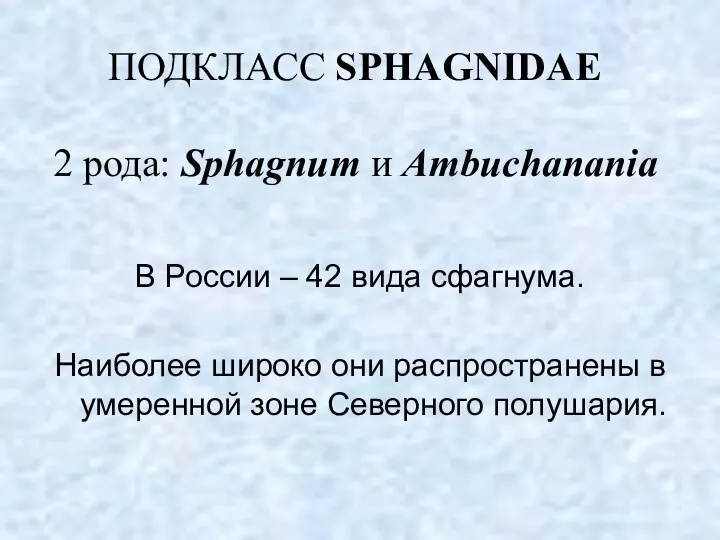 ПОДКЛАСС SPHAGNIDAE 2 рода: Sphagnum и Ambuchanania В России – 42 вида сфагнума.