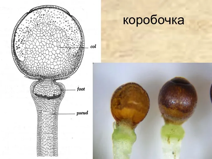 коробочка