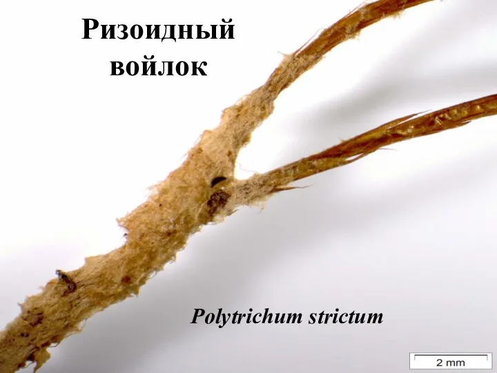 Ризоидный войлок Polytrichum strictum