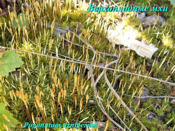 Верхоплодные мхи Pogonatum urnigerum