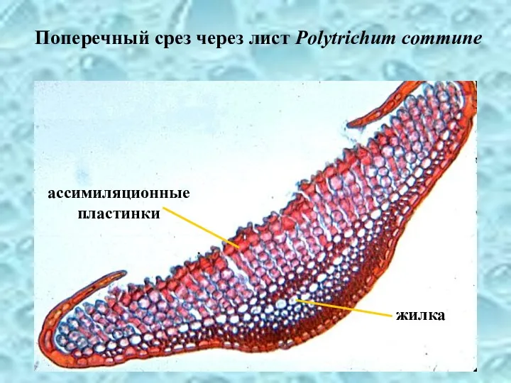 Поперечный срез через лист Polytrichum commune жилка ассимиляционные пластинки