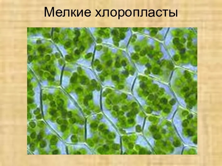 Мелкие хлоропласты