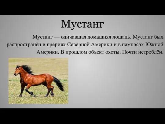 Мустанг Мустанг — одичавшая домашняя лошадь. Мустанг был распространён в
