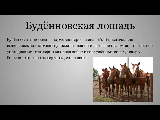 Будённовская лошадь Будённовская порода — верховая порода лошадей. Первоначально выводилась
