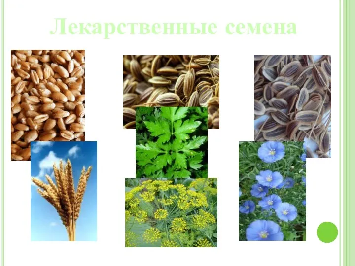 Лекарственные семена