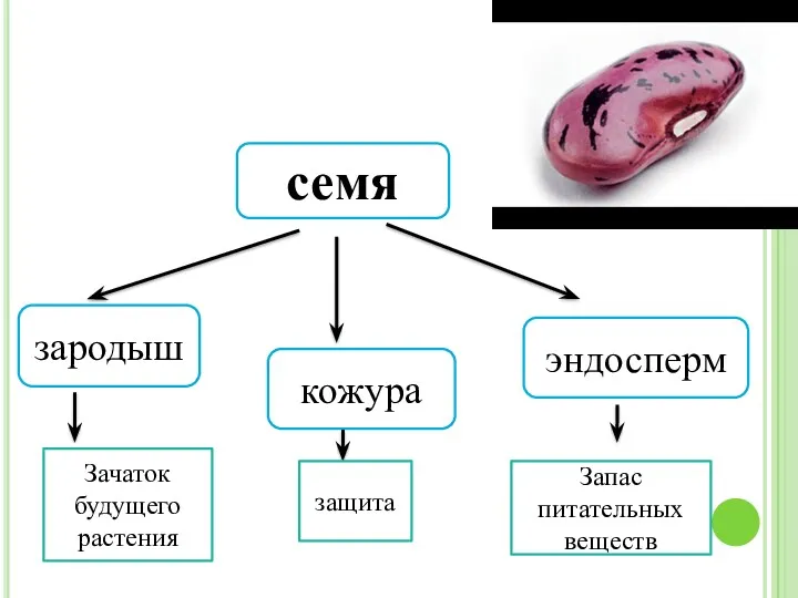 семя зародыш кожура эндосперм Зачаток будущего растения защита Запас питательных веществ