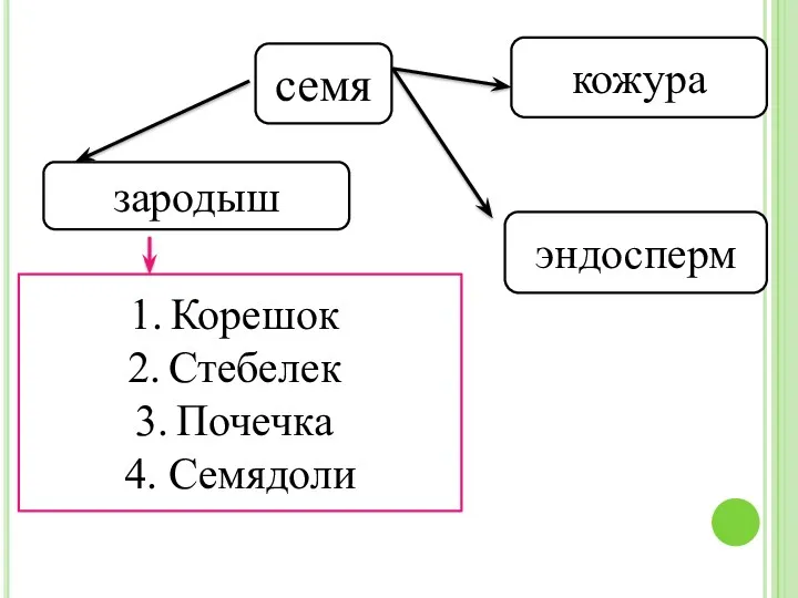 семя зародыш кожура эндосперм Корешок Стебелек Почечка 4. Семядоли