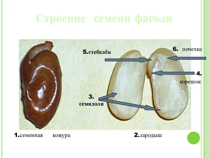 1.семенная кожура 2.зародыш 5.стебелёк 3. семядоли 6. почечка 4. корешок Строение семени фасоли