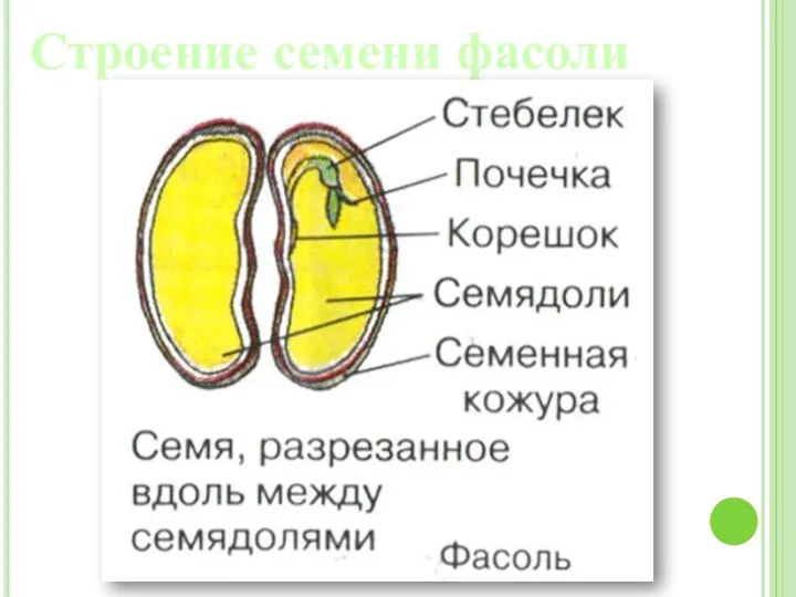 Строение семени фасоли