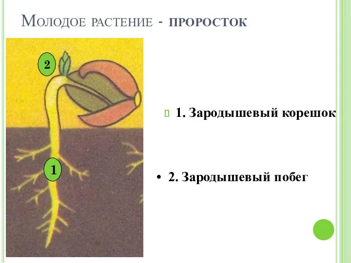 Молодое растение - проросток 1. Зародышевый корешок 2. Зародышевый побег 1 2