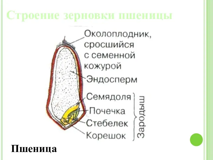 Строение зерновки пшеницы Пшеница