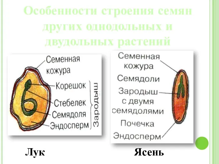 Особенности строения семян других однодольных и двудольных растений Лук Ясень